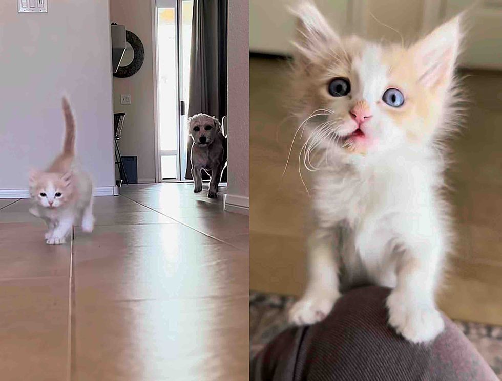 playful kitten attention seeking