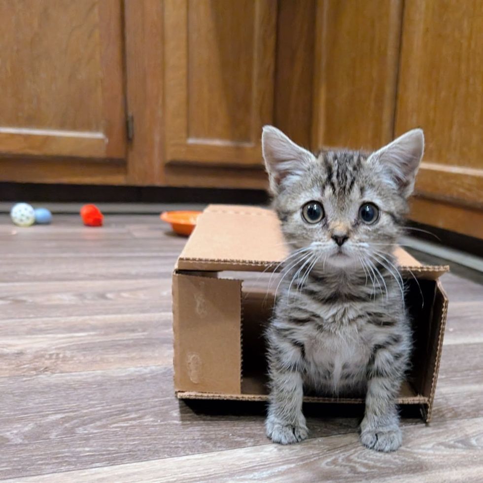 playful kitten box