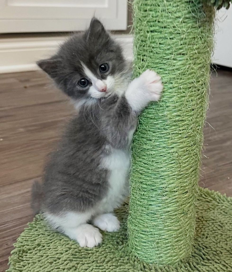 playful kitten cat tree