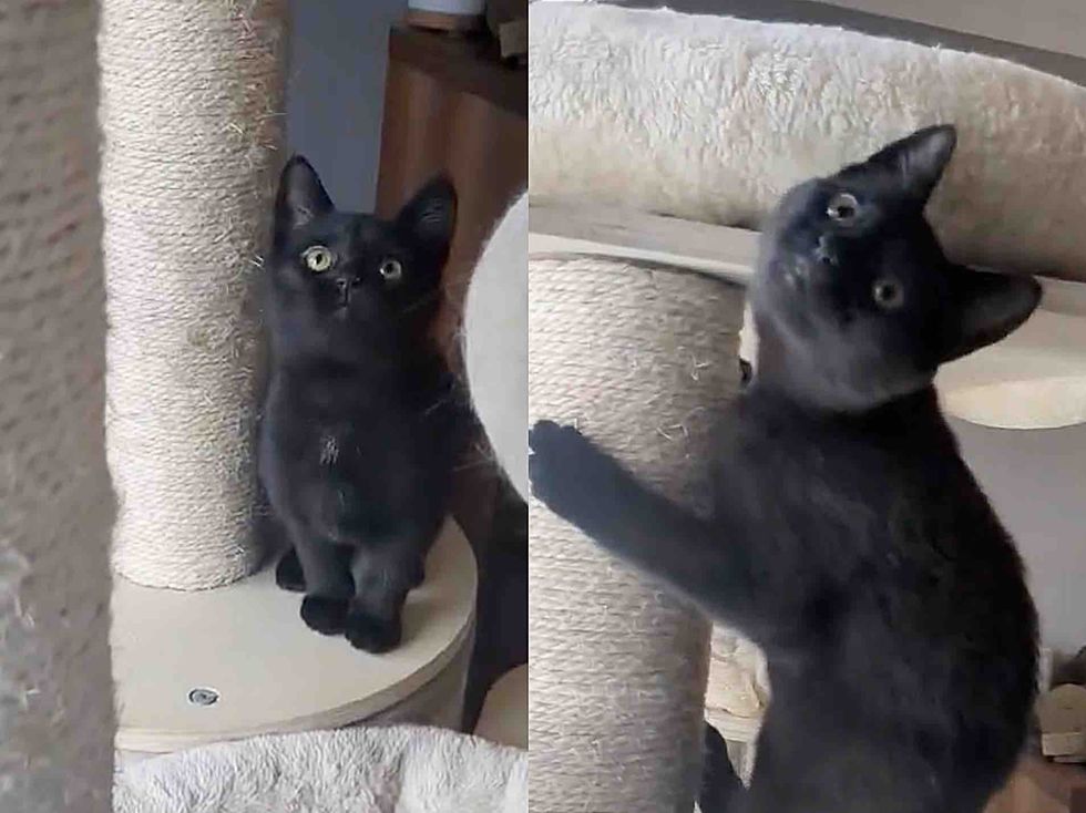 playful kitten cat tree