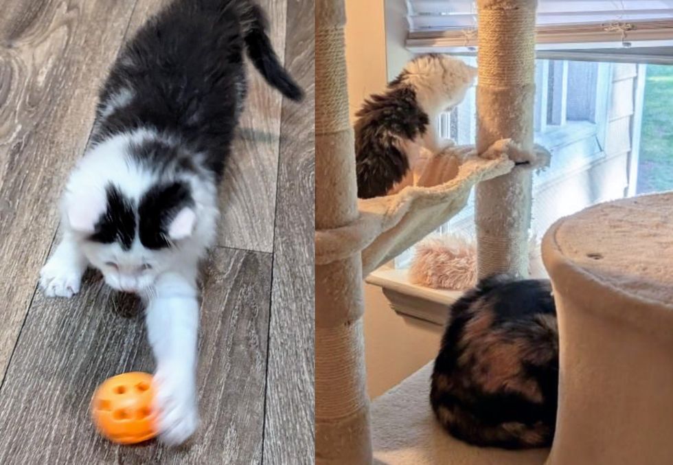 playful kitten cat window watching