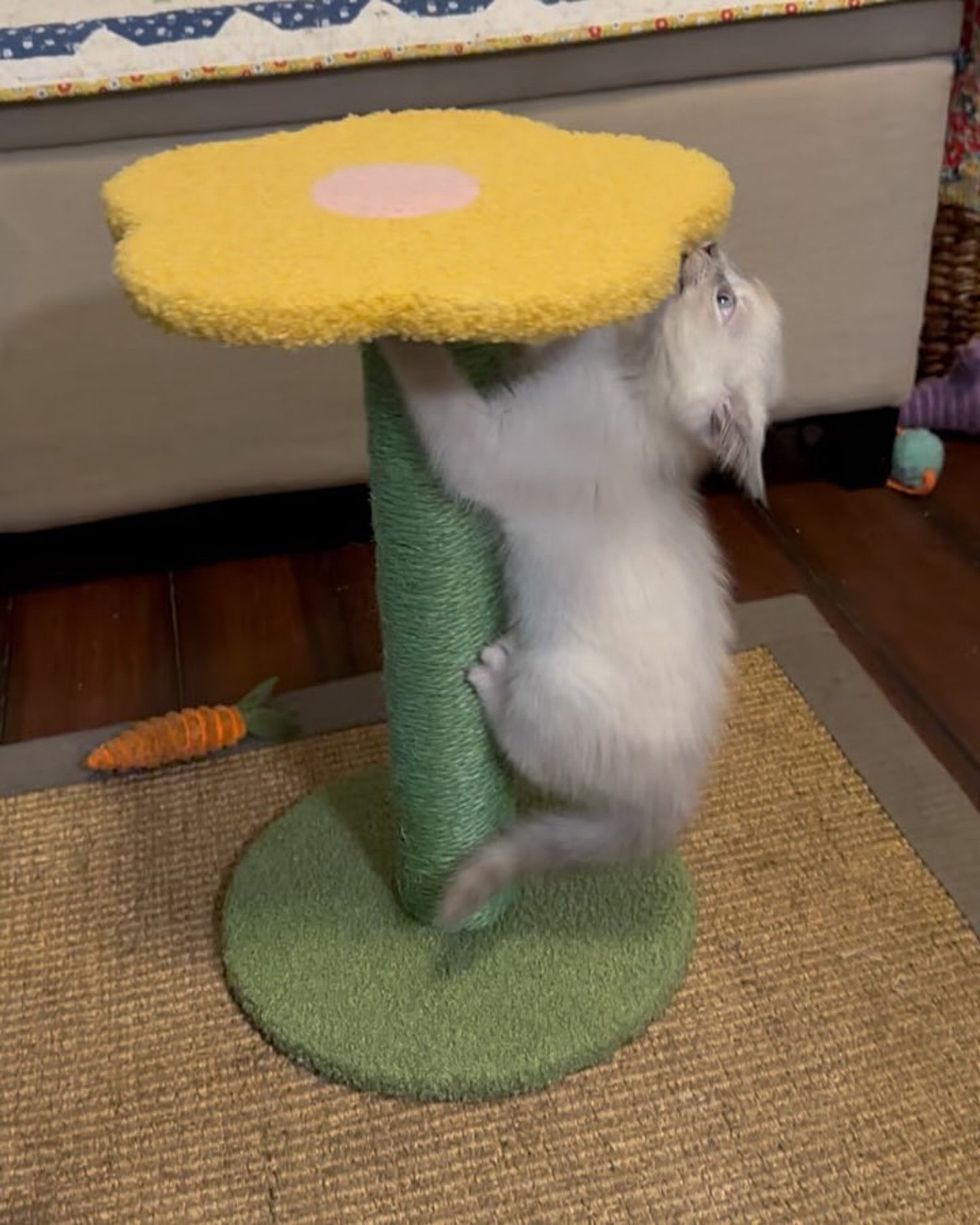 playful kitten climbing
