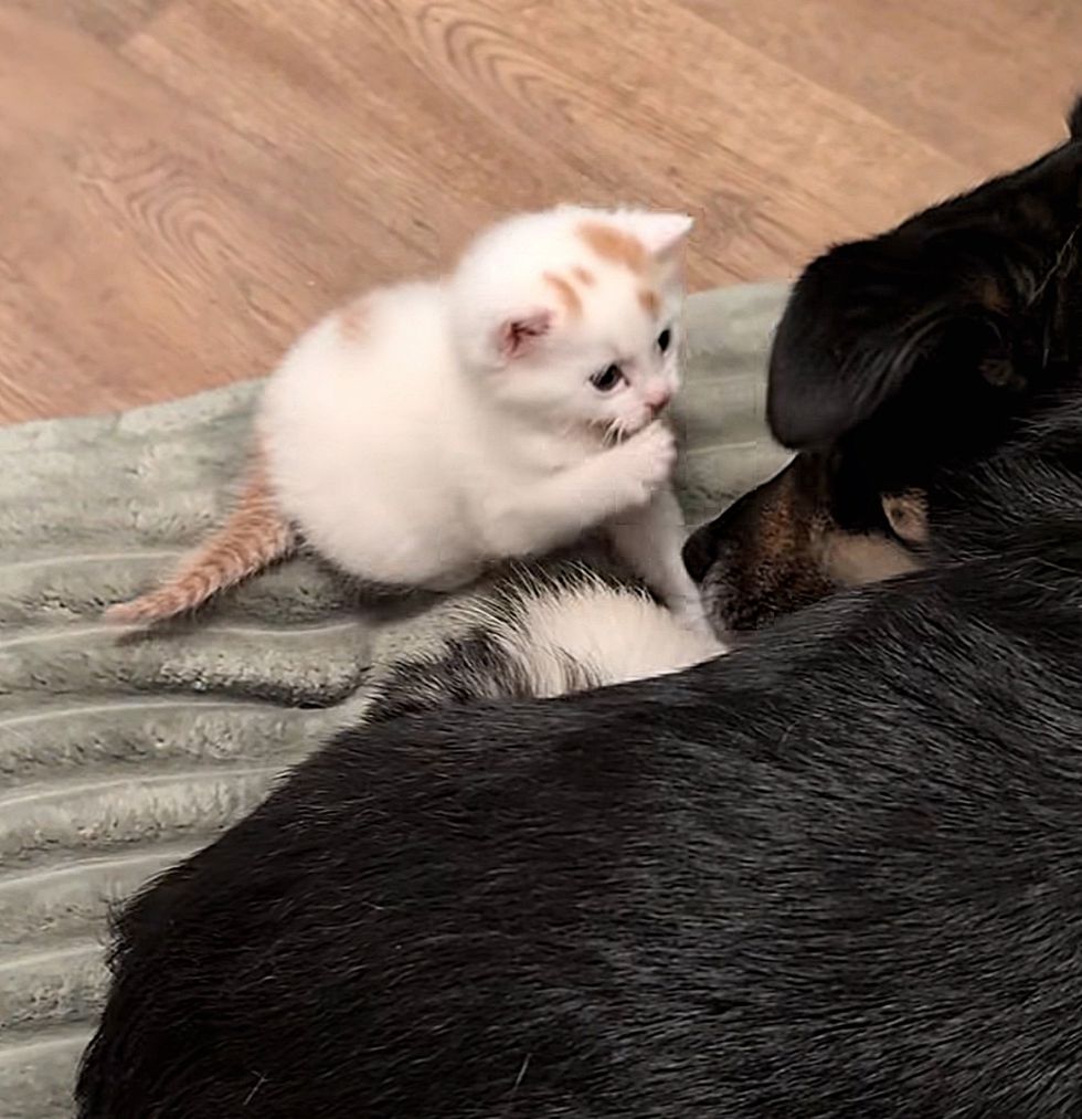 playful kitten dog