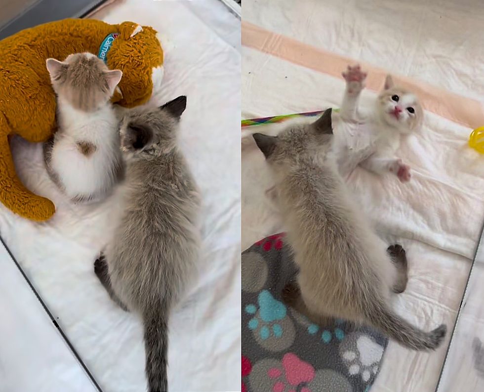 playful kitten friends