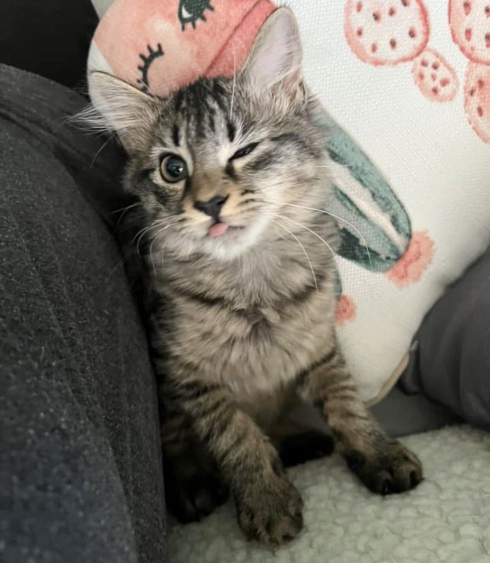 playful kitten mischief