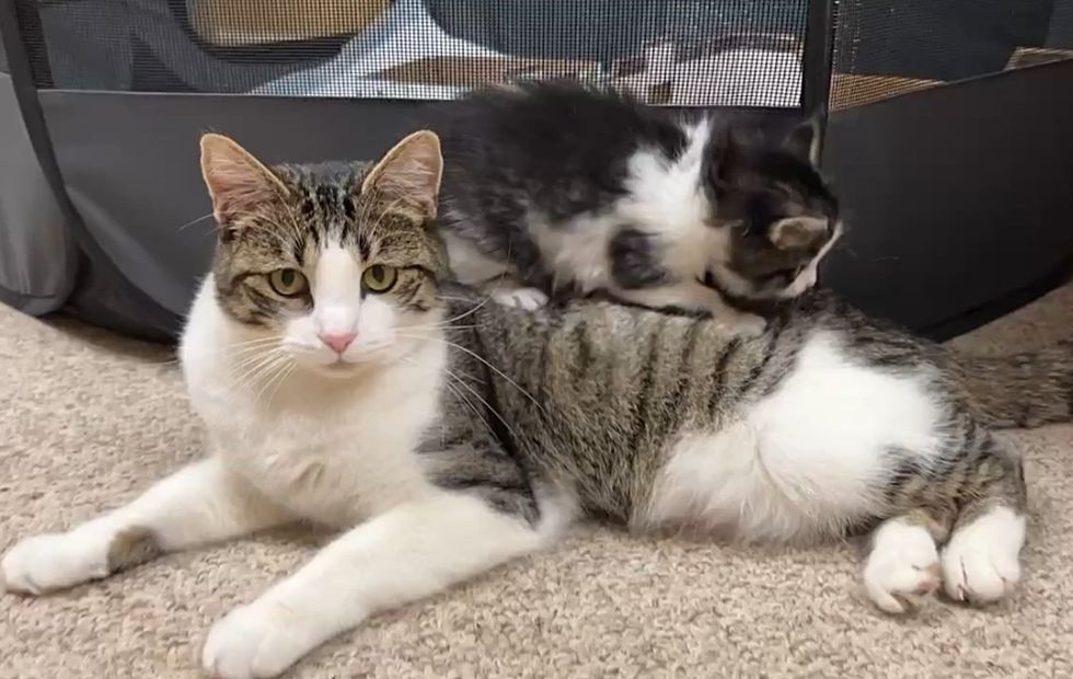 playful kitten on cat
