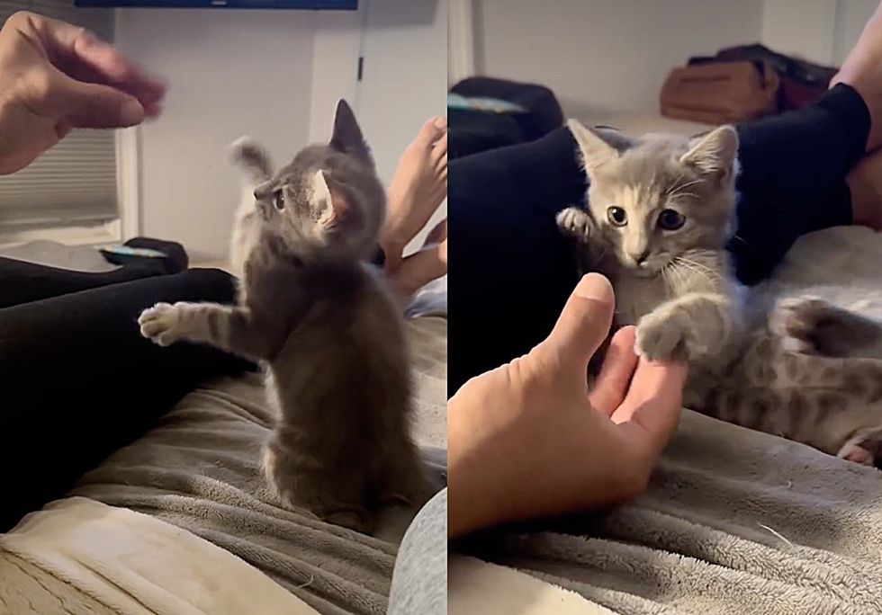playful kitten silly