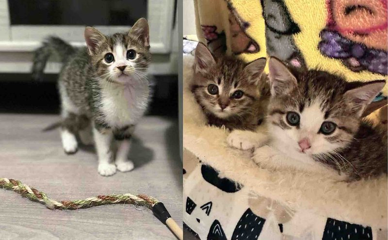 playful kitten snuggly cats