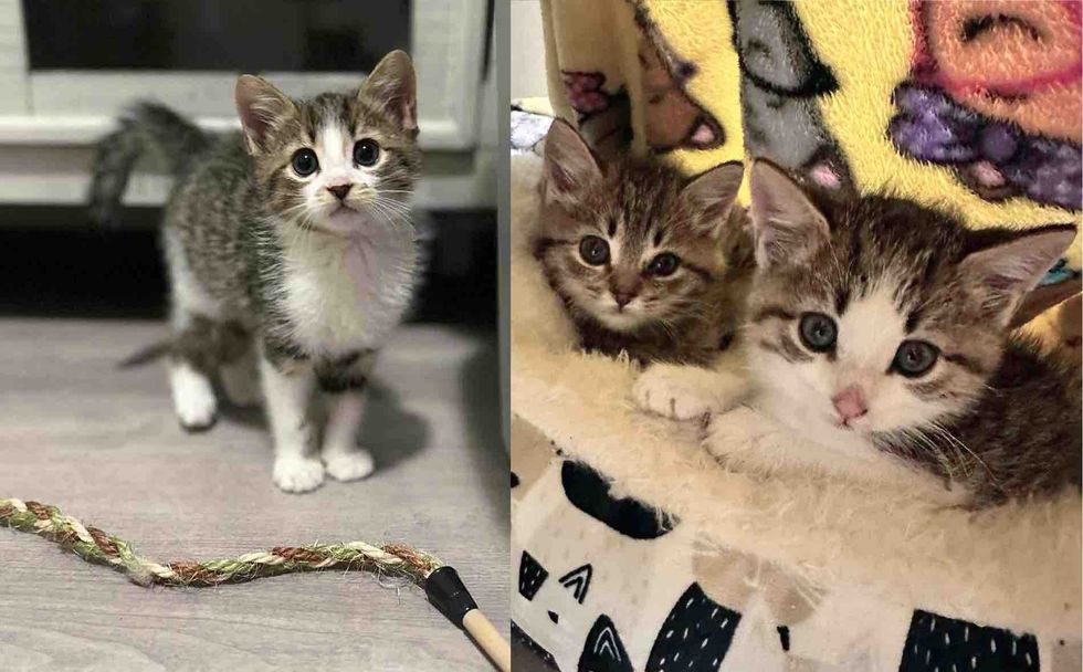 playful kitten snuggly cats