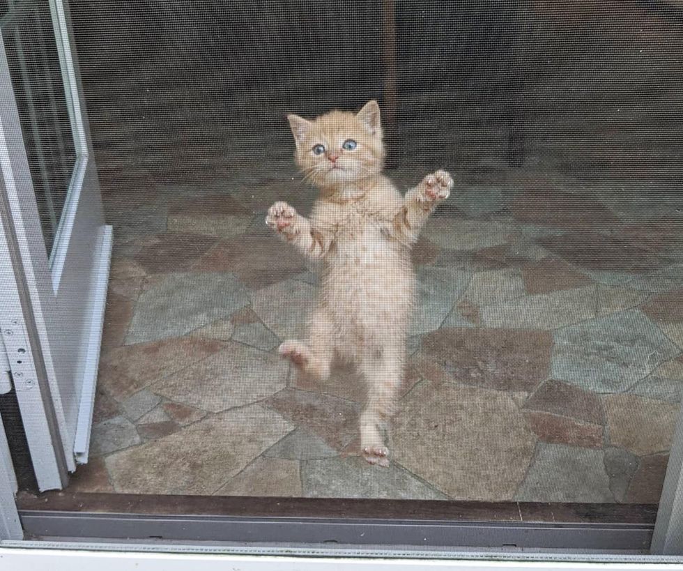 playful kitten, spidercat