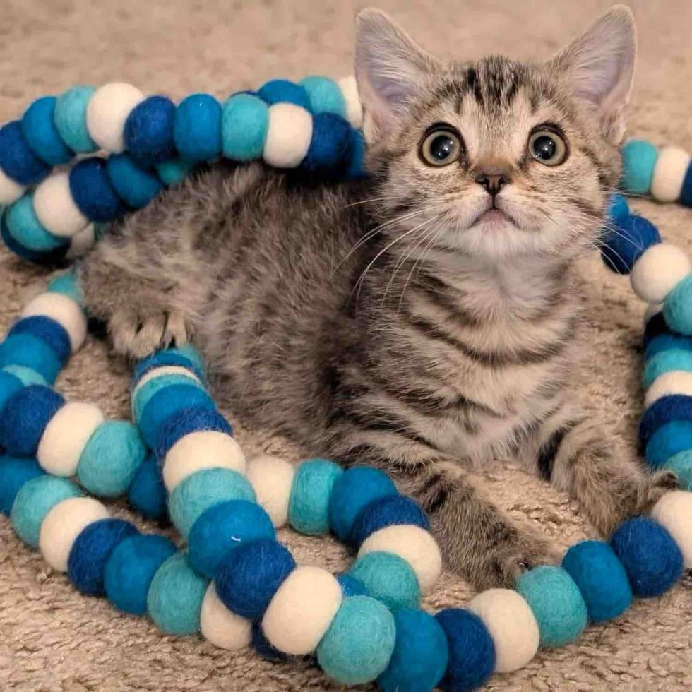 playful kitten tabby