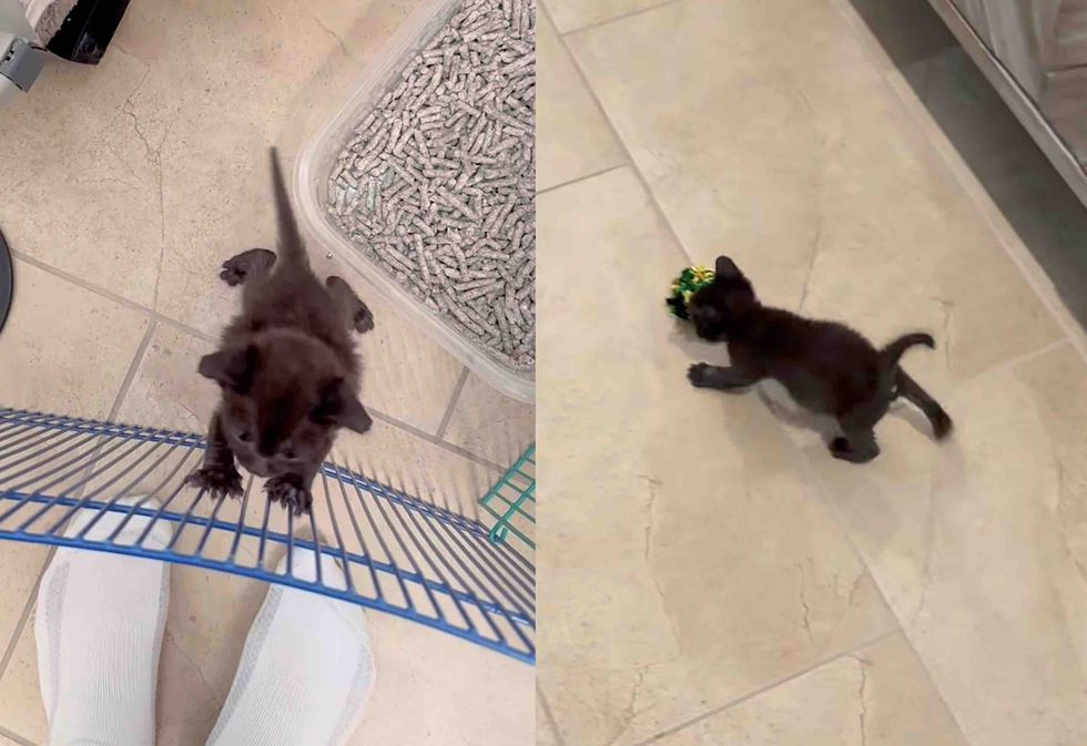 playful kitten tiny