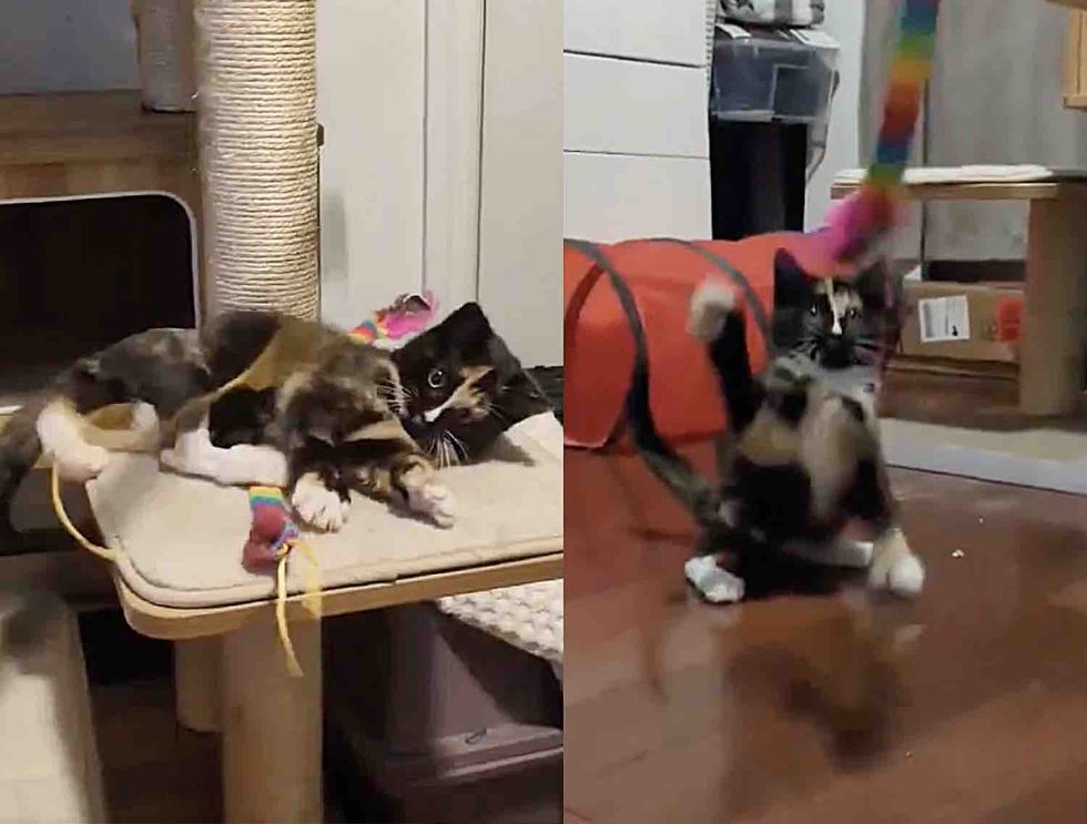 playful kitten tortico calico