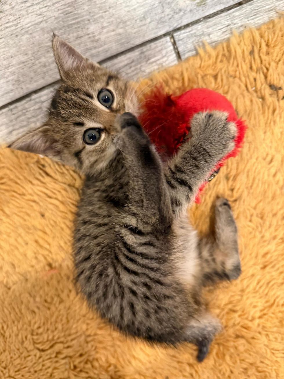 playful kitten wrestling toy
