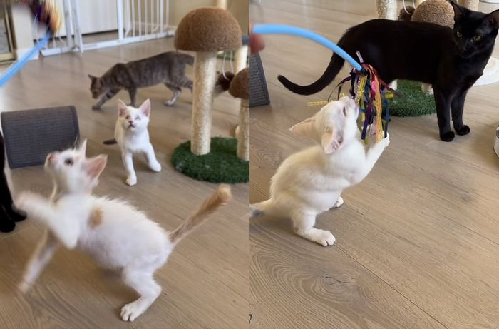playful kittens blind cat