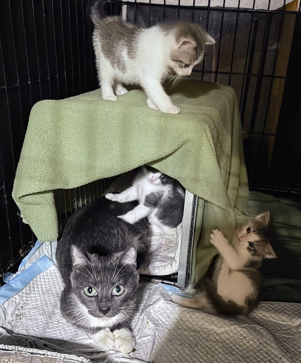 playful kittens cat mother