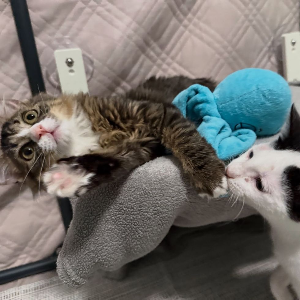 playful kittens friends