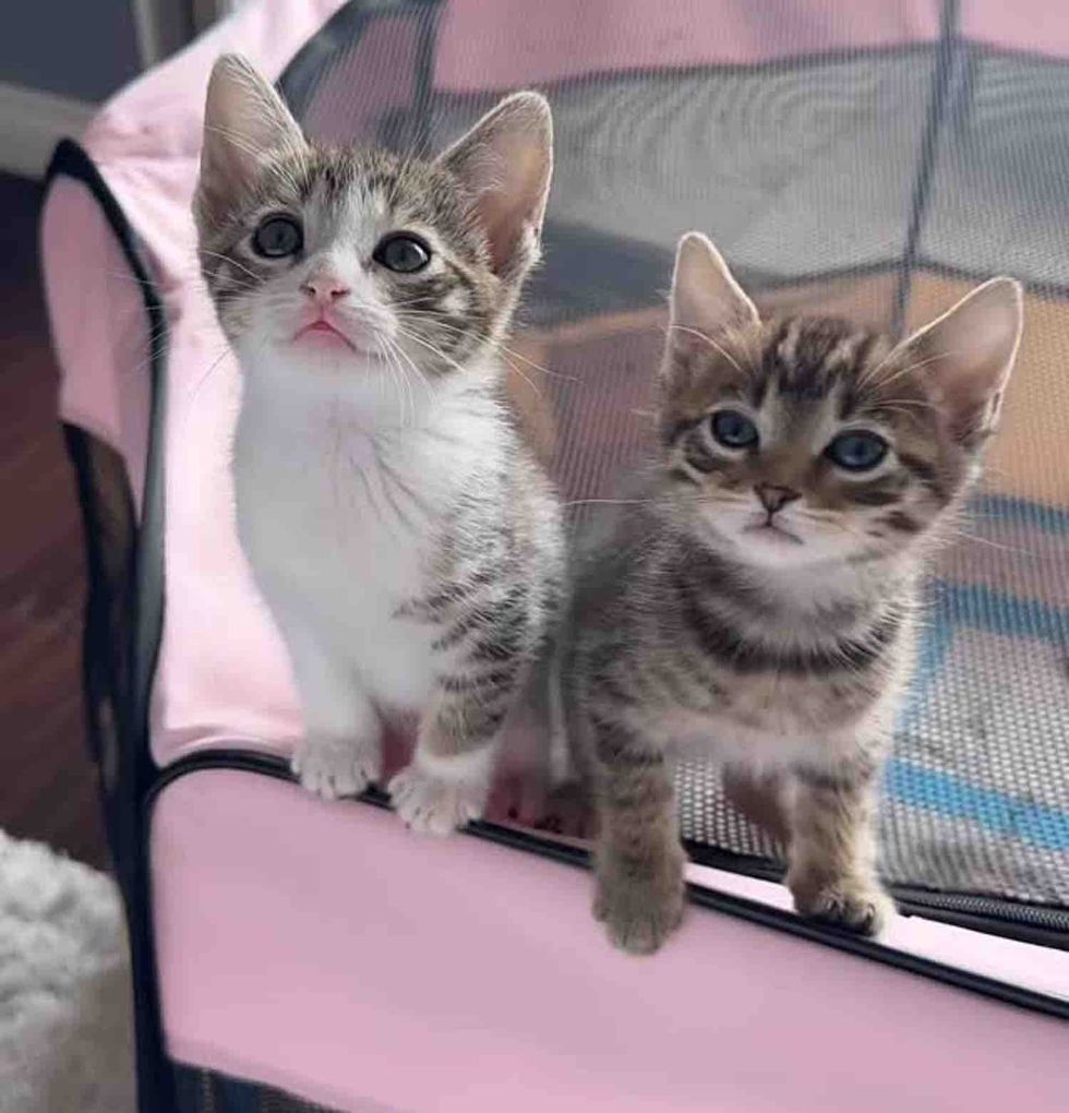 playful kittens playpen