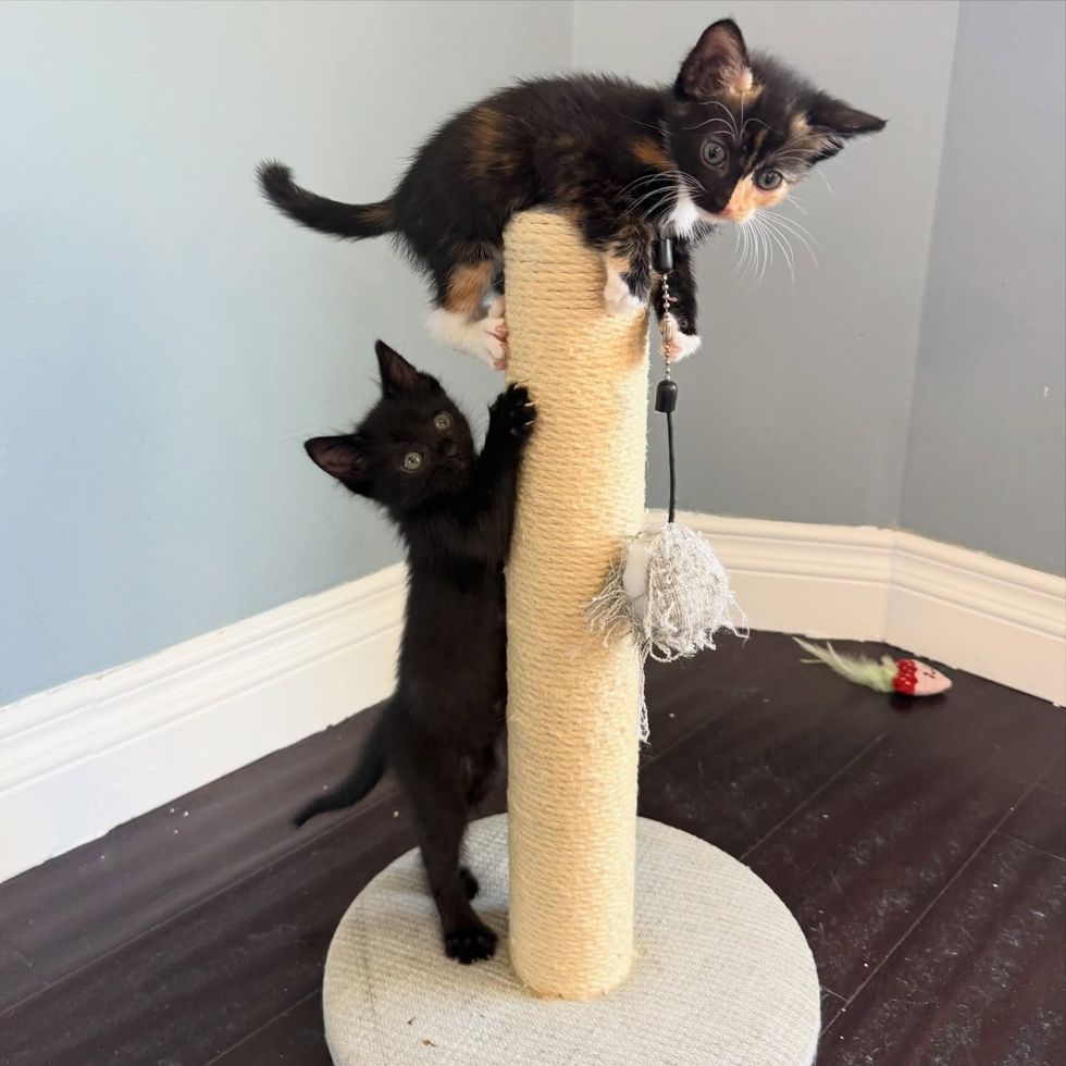 playful kittens scratching post