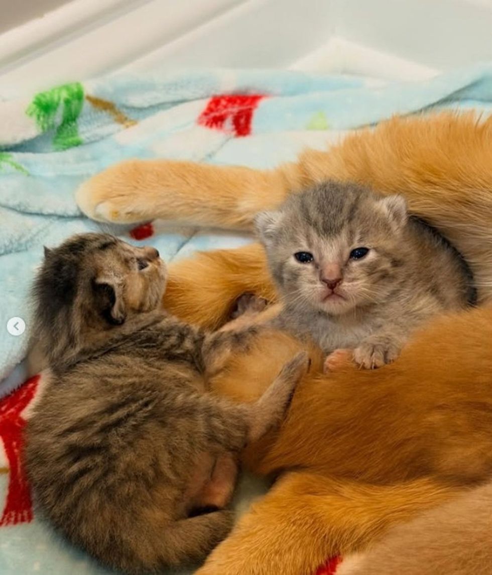 playful kittens, tabby cat