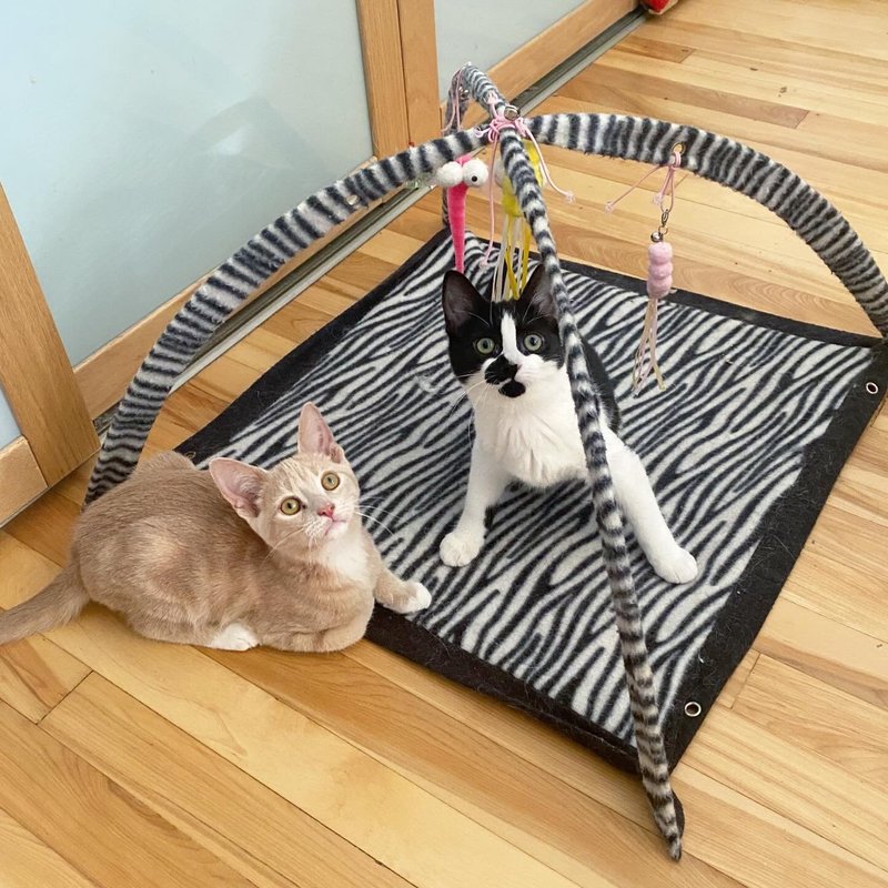 playful kittens wobbly