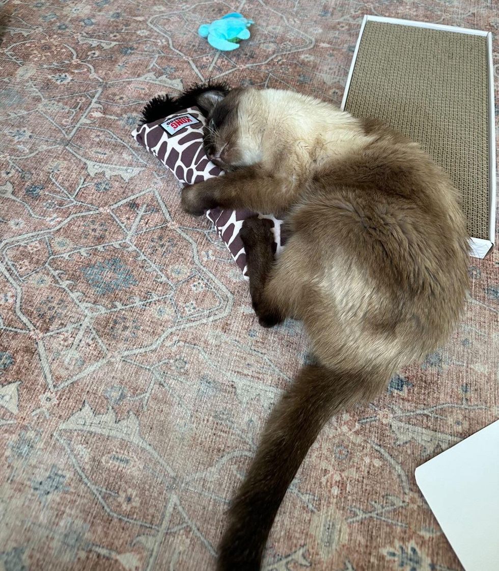 playful older siamese cat