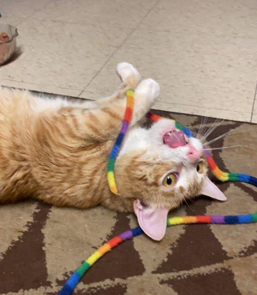 playful orange cat thumper