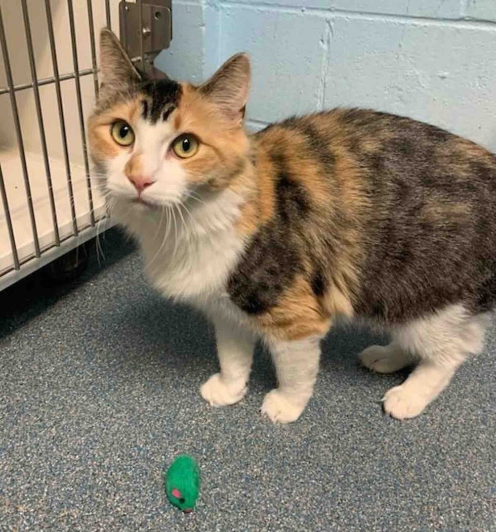 playful shelter calico cat