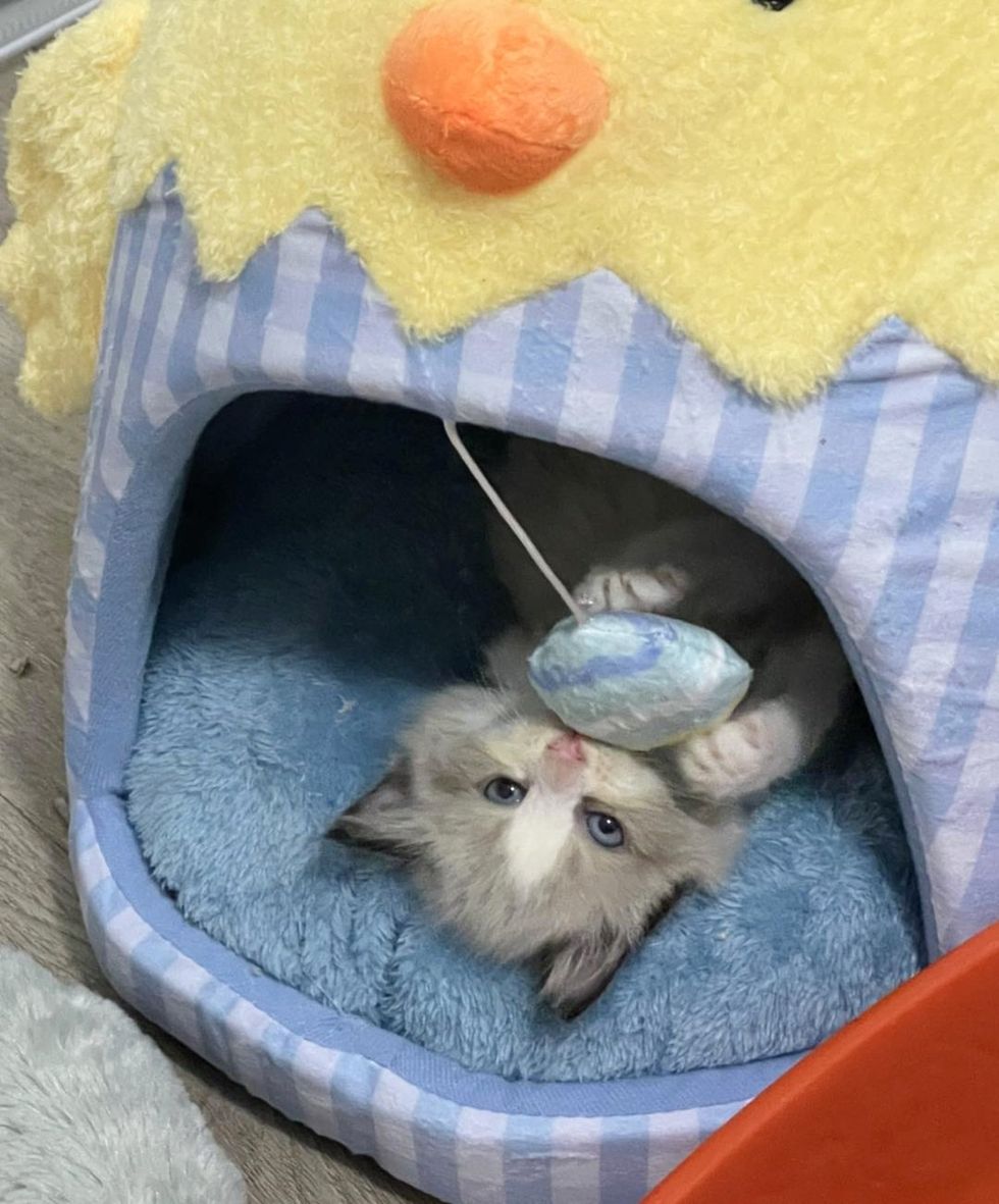 playful siamese kitten