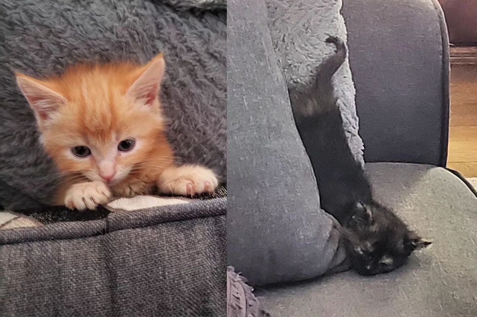 playful sleeping kittens