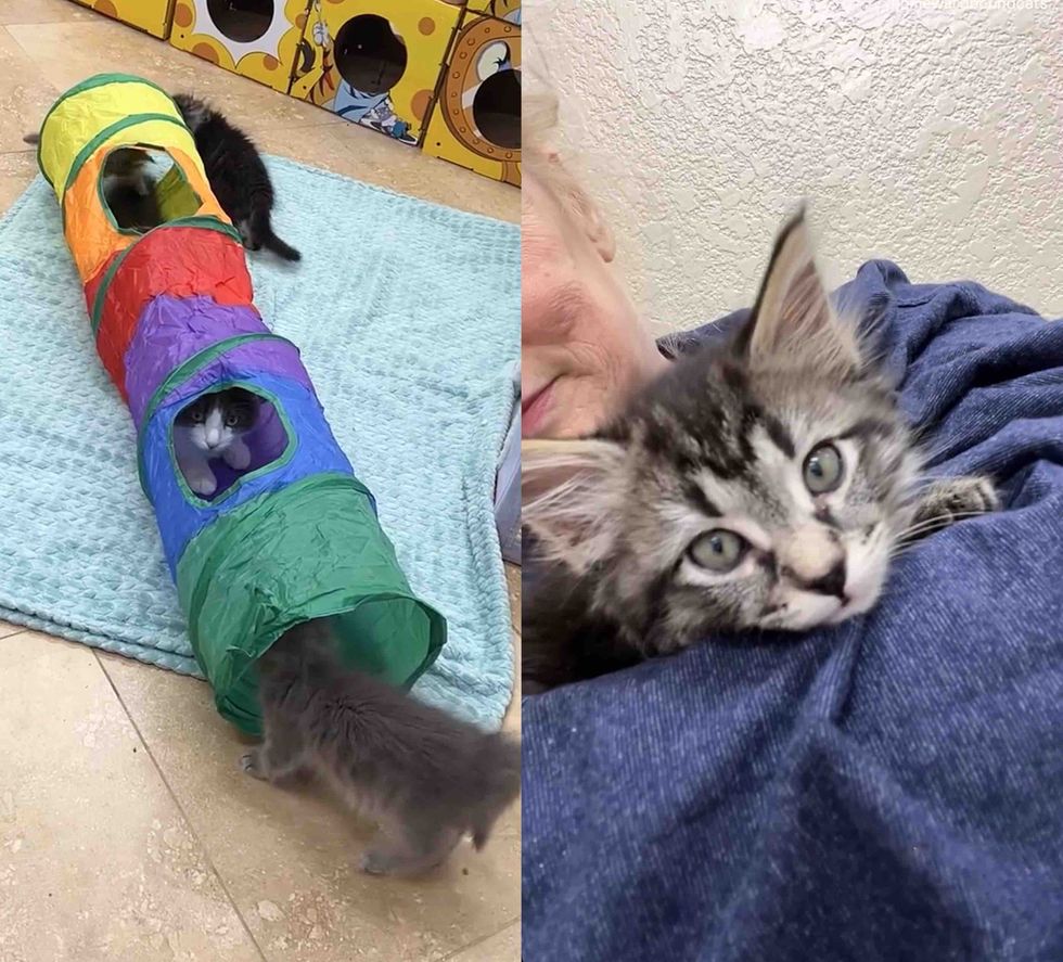 playful snuggly kittens