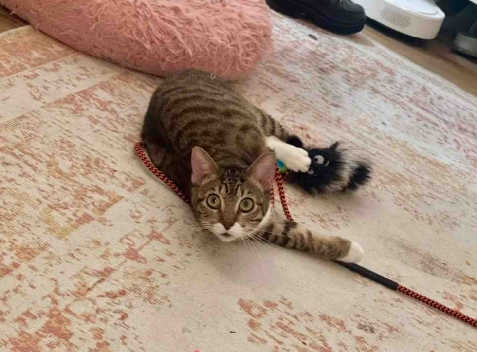 playful tabby cat