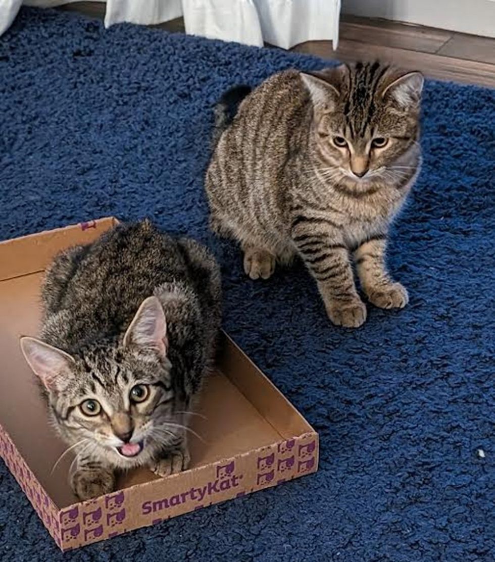 playful tabby kitten brothers