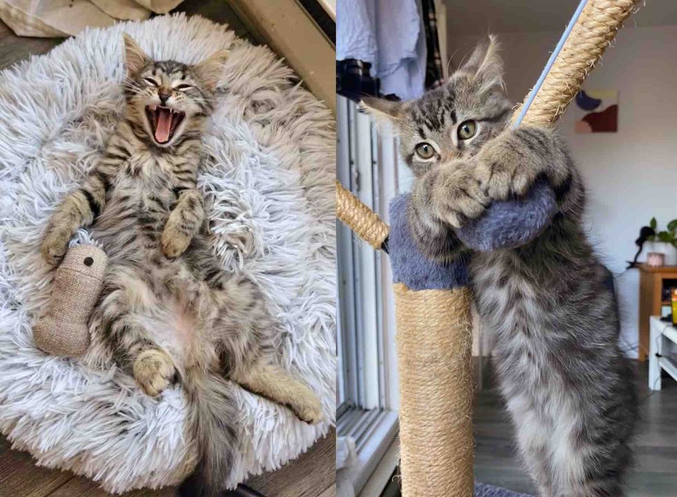 playful tabby kitten happy