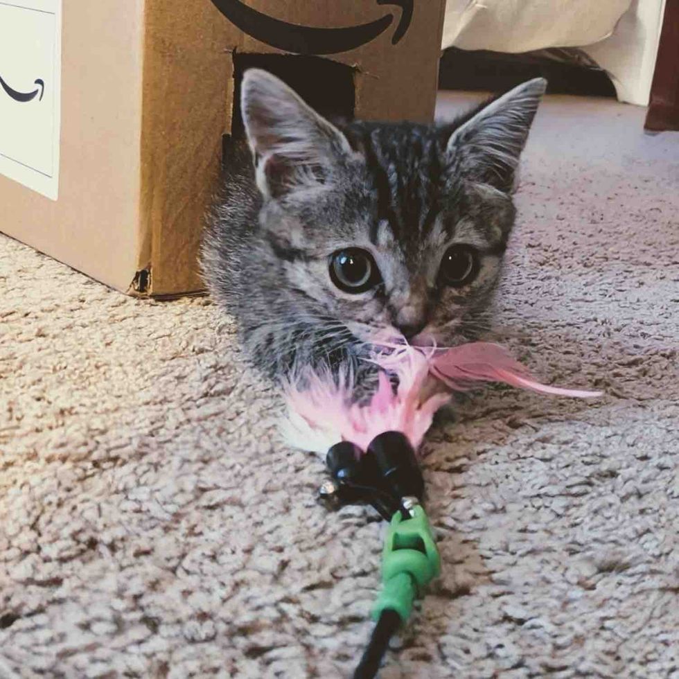 playful tabby kitten