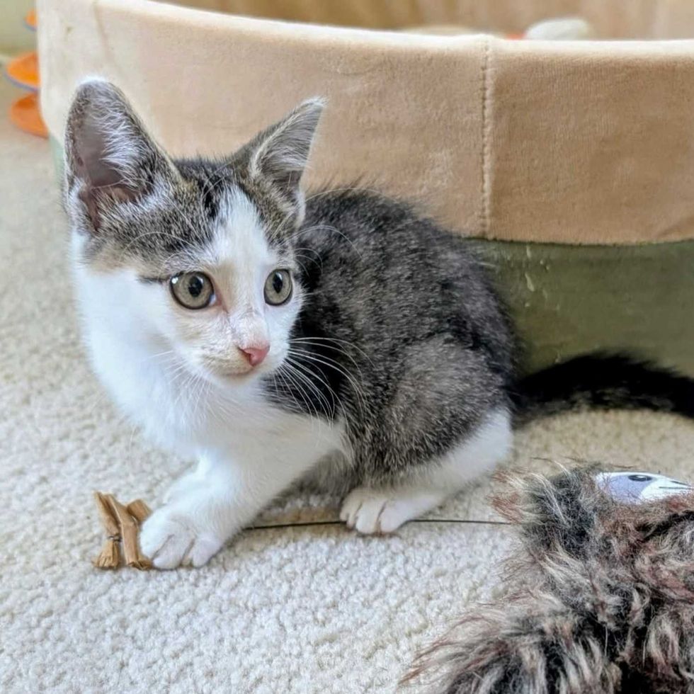 playful tiny kitten