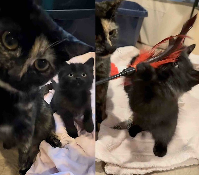 playful tortie cat kitten