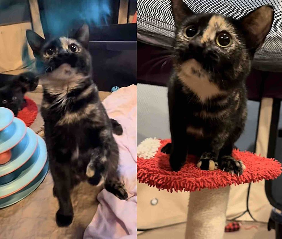 playful tortie cat