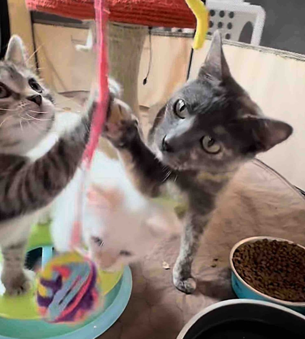 playful tortie mother cat