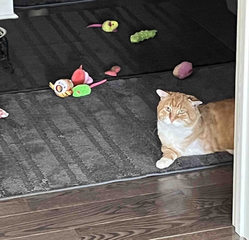 playful tripod cat toys