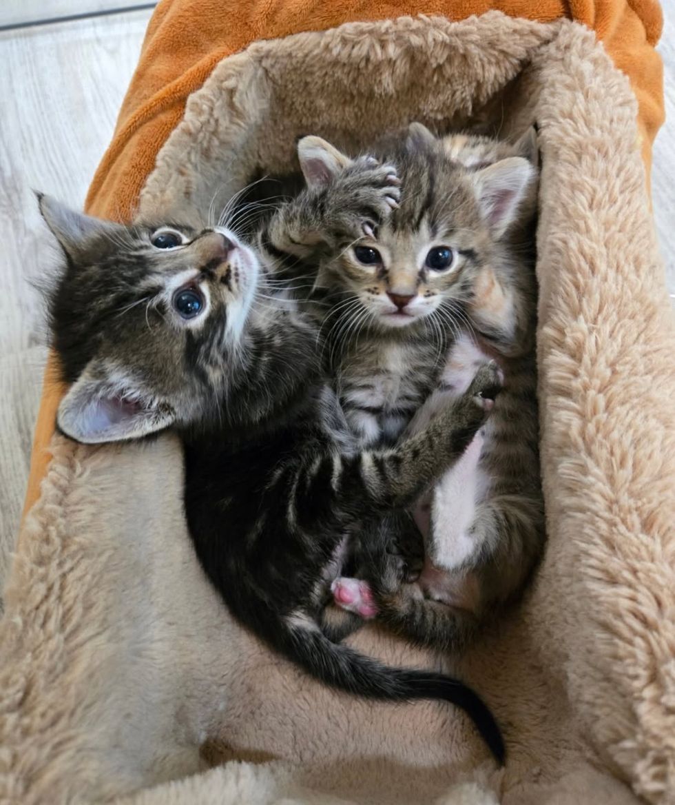 playful wrestling kittens bed