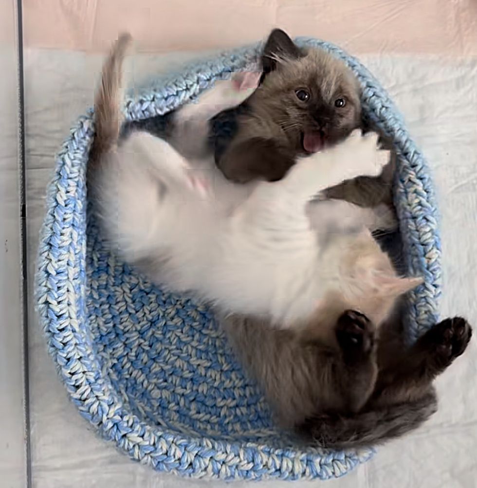 playful wrestling kittens