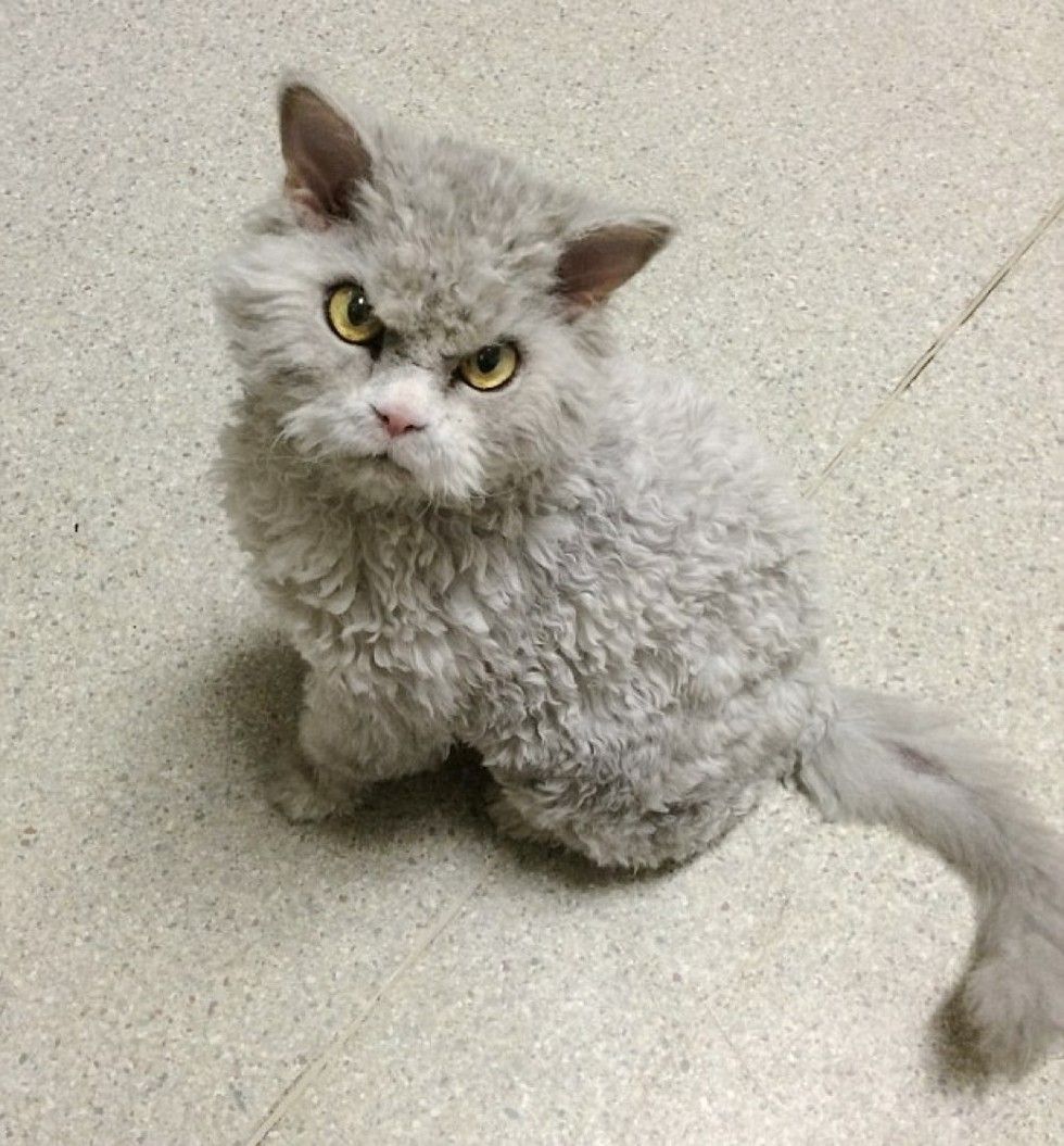 pompous albert cat frowning staring