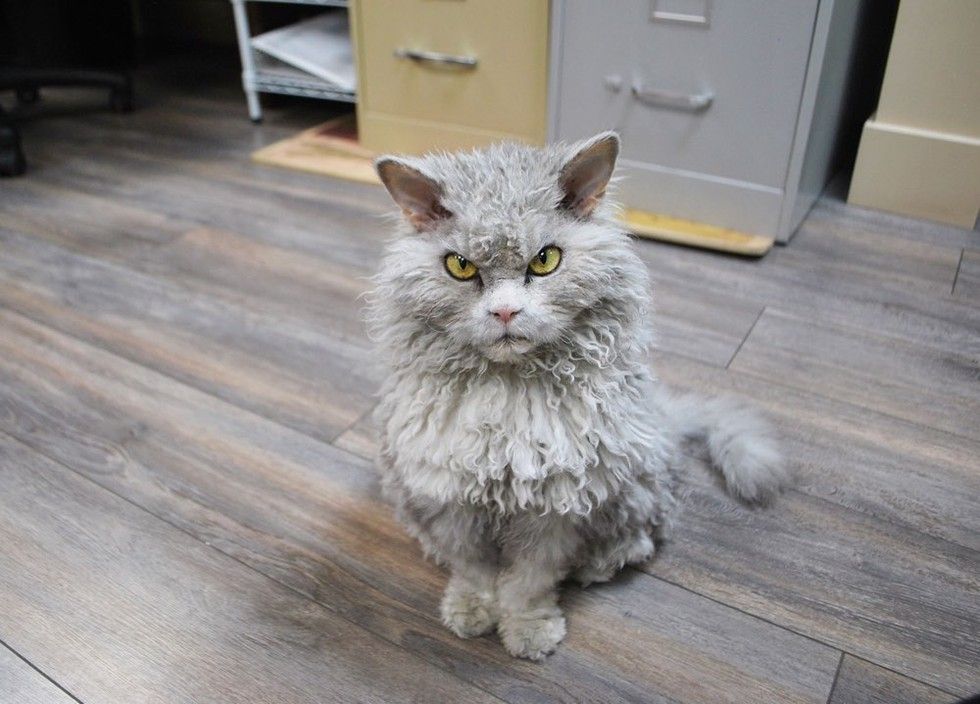 pompous albert cat frowning staring