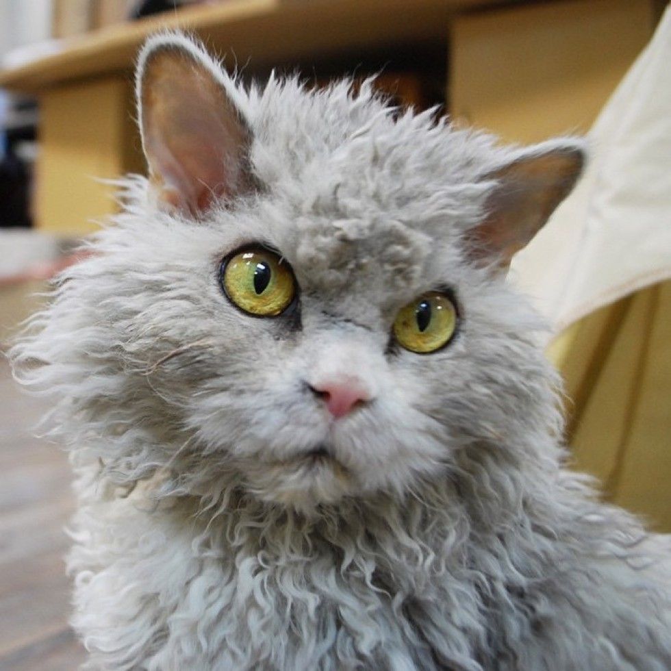 pompous albert cat frowning staring