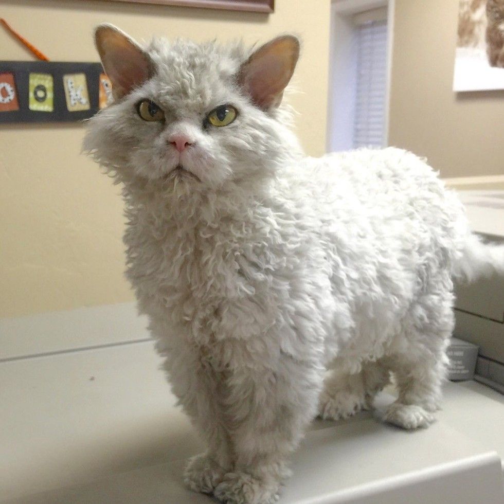 pompous albert cat frowning staring