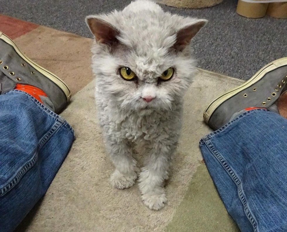 pompous albert cat frowning staring