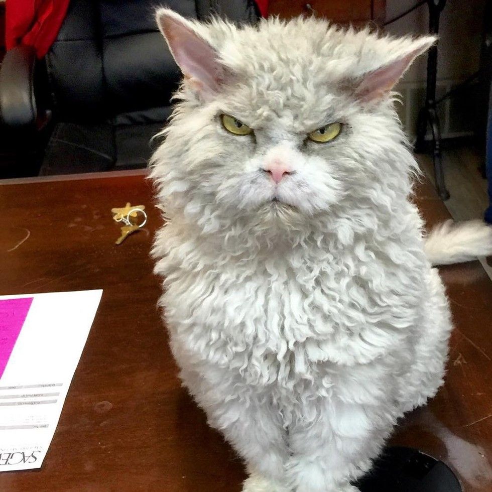 pompous albert cat frowning staring