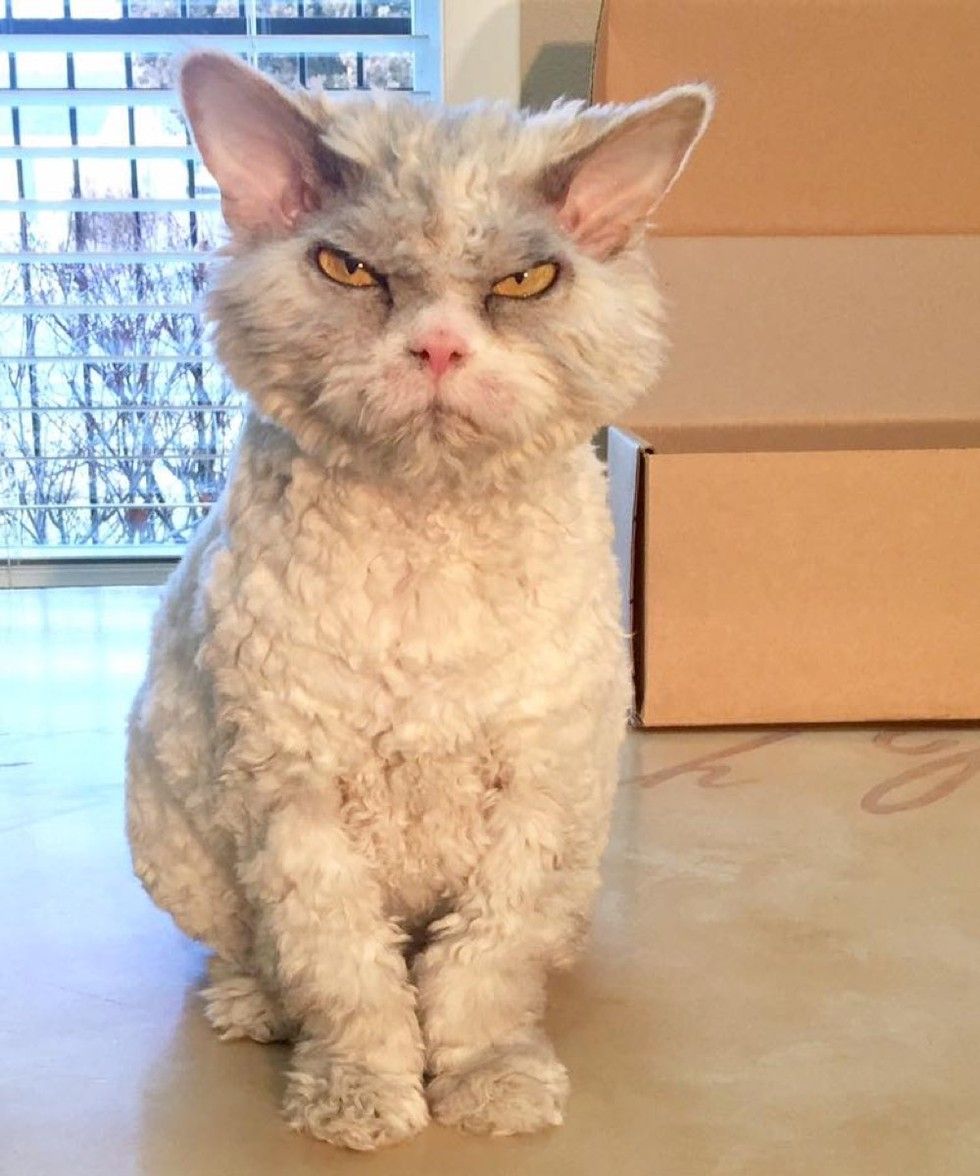 pompous albert cat frowning staring