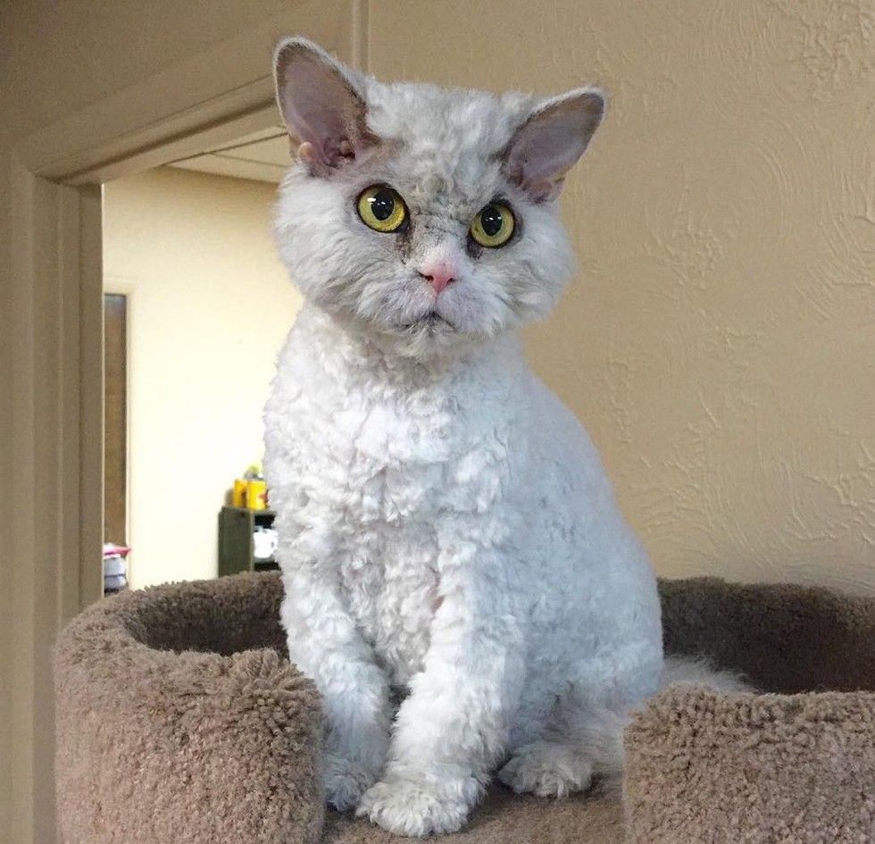 pompous albert cat frowning staring